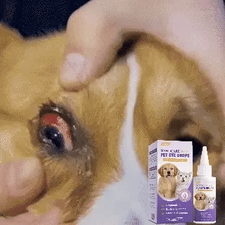 👩‍⚕️GFOUK® NanoCare Pet Eye Drops ☑️ Relieves Conjunctivitis, Dry Eyes, Cataracts, and Keratitis🐶 up