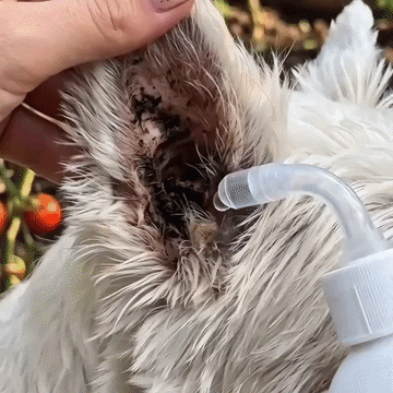 👩‍⚕️Celsiora® Pet Ear Cleansing Solution ✅Helps with ear odor, excess wax, yeast buildup & scratching🐶up
