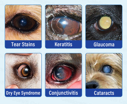 👩‍⚕️Celsiora® MicroActive Pet Eye Drops ✅Relieves Conjunctivitis, Dry Eyes, Cataracts🍀
